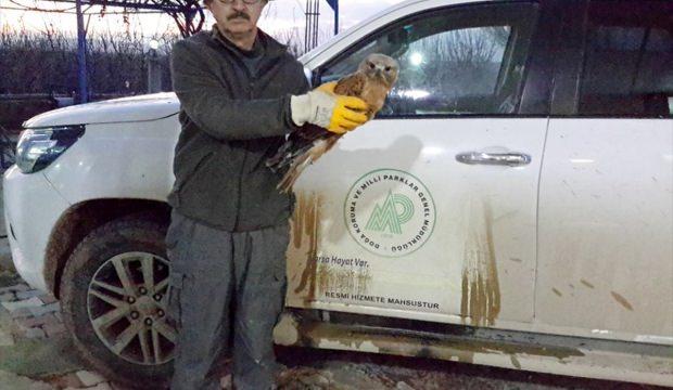Konya'da yaralı şahin koruma altına alındı