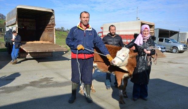 Genç çiftçilere damızlık düve dağıtıldı