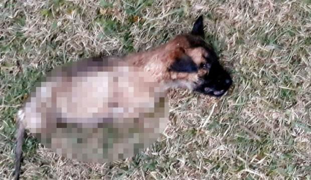 Yavru köpeğe yapılan kan dondurdu