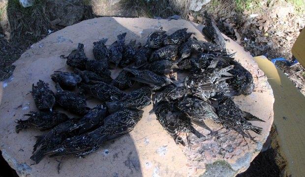 Kırklareli'nde kuş ölümleri