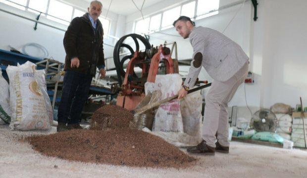 Zeytin çekirdeğinden yakıt elde ettiler
