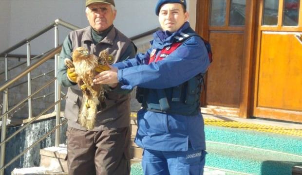 Hüyük'te doğada bulunan yaralı kızıl şahine jandarma şefkati