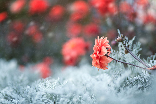 Kışa dayanaklı çiçekler hangileridir?