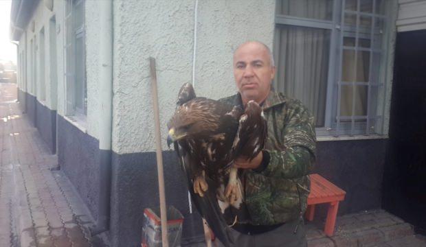 Yaralı kartal koruma altına alındı