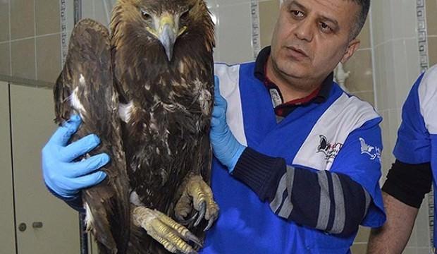 Baygın halde bulundu! Dev gibi...