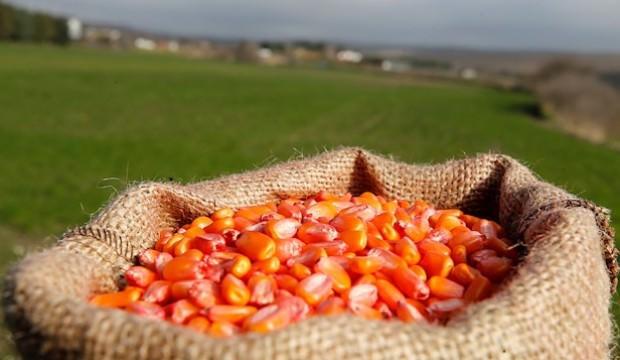 Üretim arttı: Gıda fiyatları düşecek