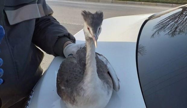 Yaralı kuş koruma altına alındı