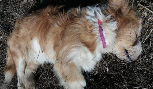 Korkunç vahşet! Sahipli köpekleri böyle öldürdüler