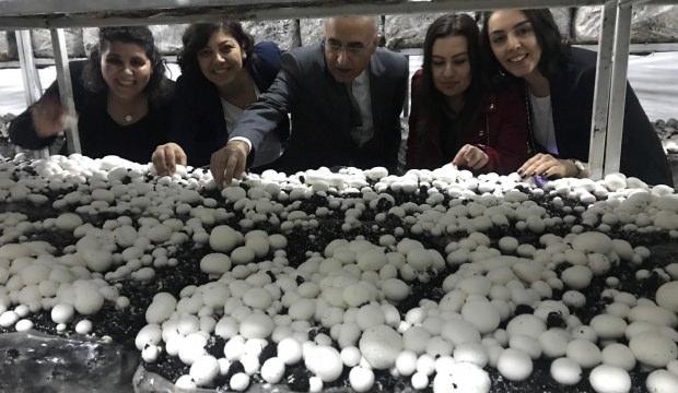 İlk hasat yapıldı! Kadınlara gelir kapısı oldu