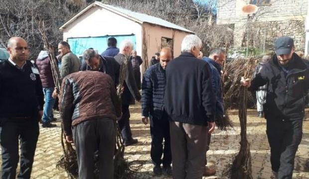Çukurca’da çiftçilere 10 bin fidan dağıtıldı
