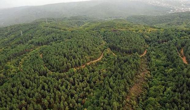 Türkiye'nin orman varlığı 22,6 milyon hektarı geçti
