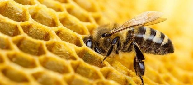 arı sütünün faydaları