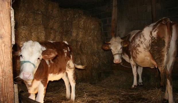 Genç çiftçilerin hayvanları dağıtılmaya başlandı