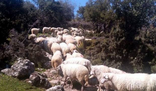 İzmir’de, 83 koyunluk sürü hırsızlığı