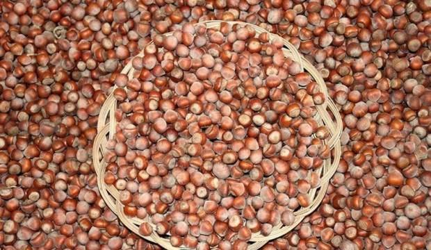 TMO'dan fındık açıklaması: Piyasaya sürülecek