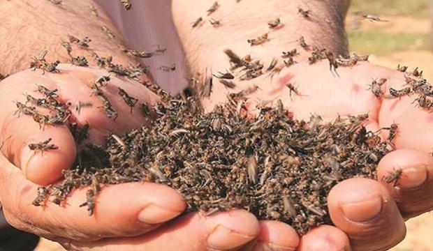 Türkiye'ye talep arttı! Avrupa satın almak için kuyruğa girdi