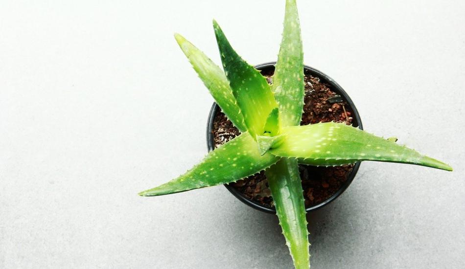 aloe_vera_bakimi_ve_cogaltilmasi_1556282796_2841.jpg