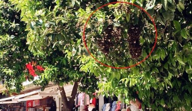 Turistik çarşıda korkutan görüntü!