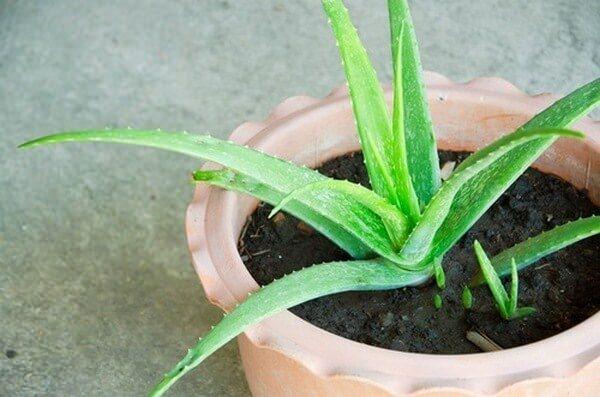 Aloe vera bakımı nasıl olur? Kışın aloe vera bakımı
