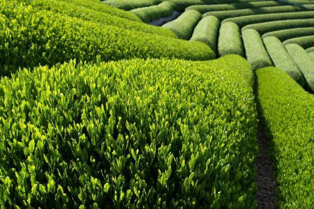 Yeşil çayın faydaları neler? Yeşil çay nasıl içilirse kilo verdirir? Yeşil çay diyeti ile hızlı ve sağlıklı zayıflama