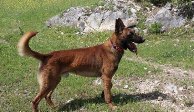 Eylül'ü bulan kadavra köpeği 'Abrek', Ecrin'i de arıyor