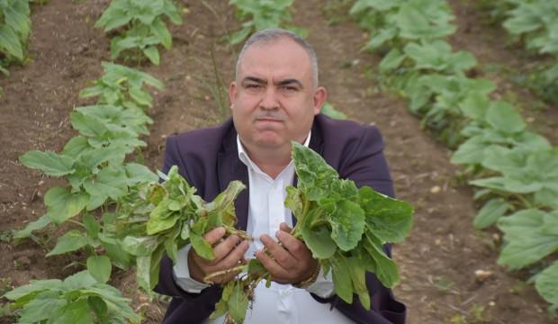 Çiftçiyi tedirgin eden hastalık: 400 bin dekara yayıldı