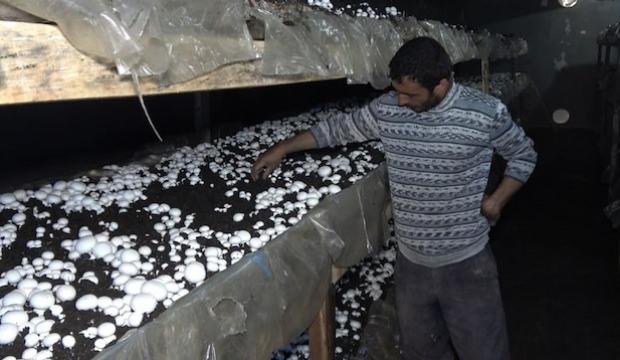 Kilosunu 8 liradan satıyor! Yılda 220 ton üretiyor