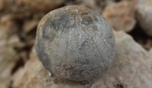 Adıyamanlı çoban sosyal medyada paylaştı, gerçek ortaya çıktı!