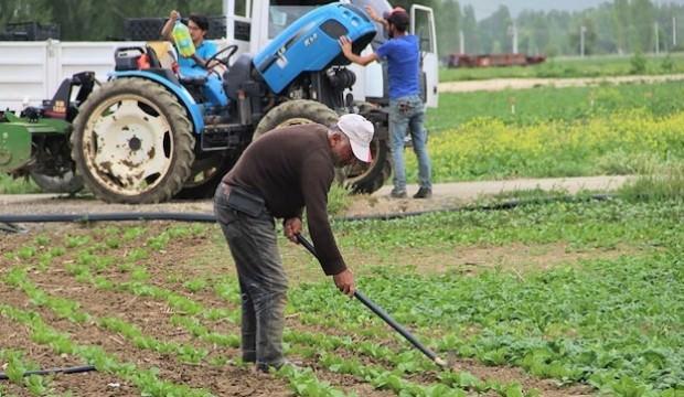 Çiftçiler hüsrana uğradı! Satamayınca tarlaya gömdüler