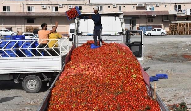 Domatesin fiyatı dibi gördü, üretici önlem istedi