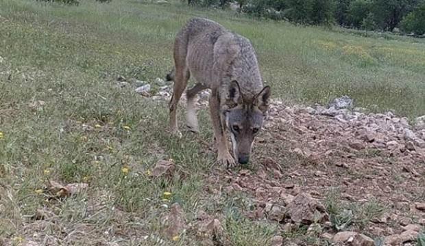 Mahalle muhtarı fotoğrafını çekip uyardı! Çok sayıda...