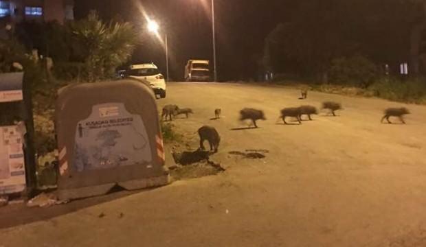 Tatil beldesinde şoke eden görüntü! Domuz sürüsü...