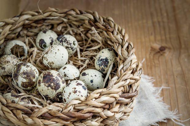 Bıldırcın yumurtasının faydaları nelerdir? Bıldırcın yumurtası tüketimi & Zararı var mı