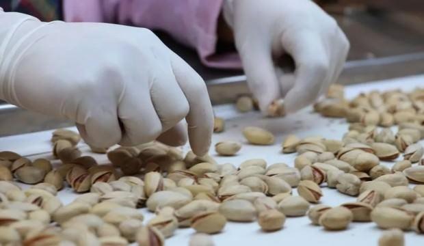 Siirt fıstığı dünyaya açılıyor