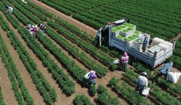 2002’den bu yana sebze üretimi 5 milyon ton arttı