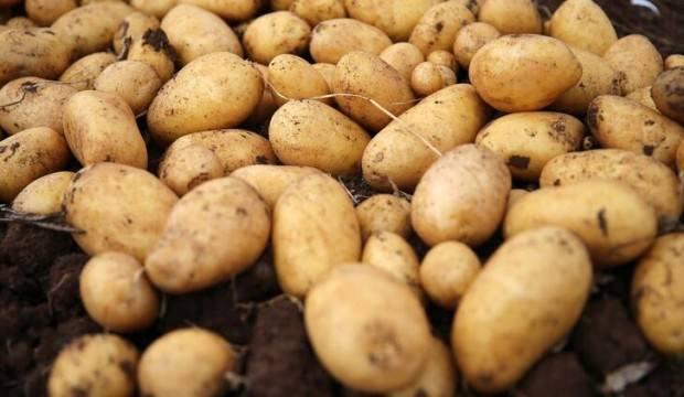 "Nahita" görücüye çıktı