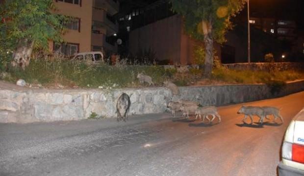Şehir merkezinde şaşırtan görüntü! Tam 25 tane...