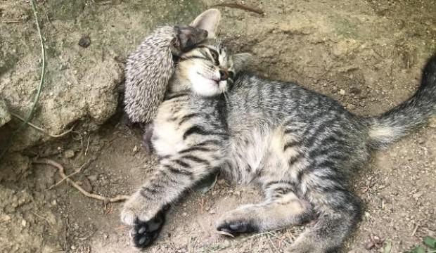 Üsküdar'da görüntülendi! Şaşırtan dostluk