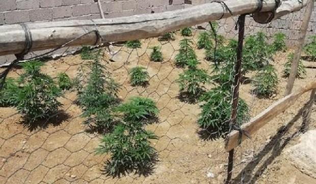 Jandarma, bağ evinde 300 kök Hint keneviri ele geçirdi