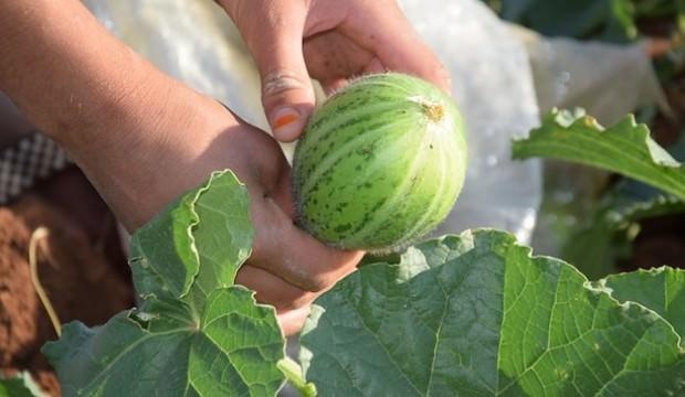 Dışı karpuza içi kavuna tadı salatalığa benziyor