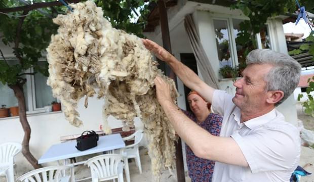 Yapağı hayvan yetiştiricisinin elinde kaldı