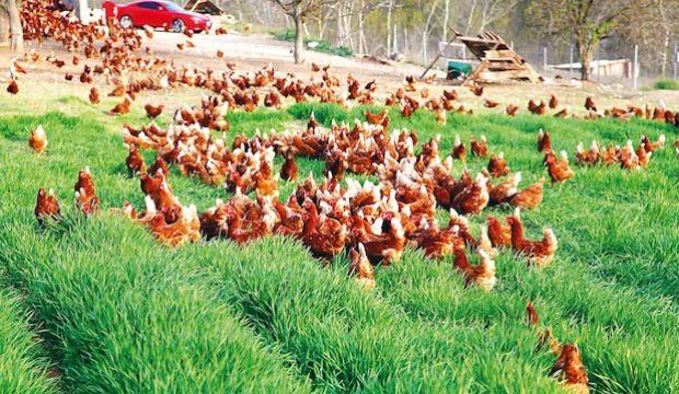 Çağrı geldi: Yumurtlayan tavuğu kesmeyelim