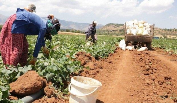 Salatalığın kilosu tarlada 50 kuruş