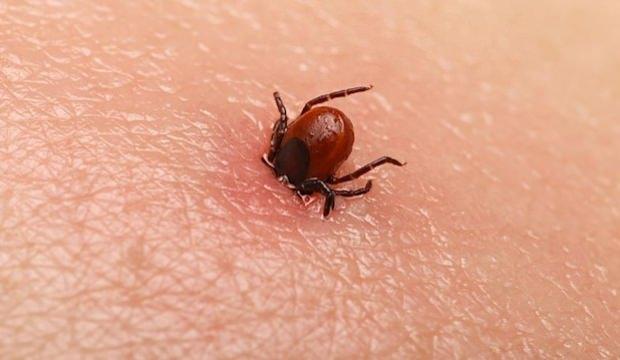 Sivas'ta kene paniği! Ölüm haberi geldi