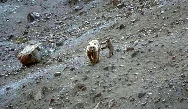 Anne boz ayı ve yavrusu böyle görüntülendi