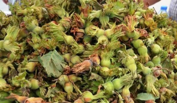 Fındık üreticileri mahsulün 20 liradan alınmasını istiyor