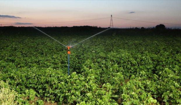 Gece sulamasıyla suda tasarruf, üründe verim artışı sağlandı