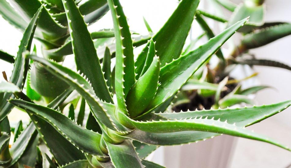 Aloe Vera nedir? Cilde faydaları nelerdir? Aloe Vera cilde nasıl ...