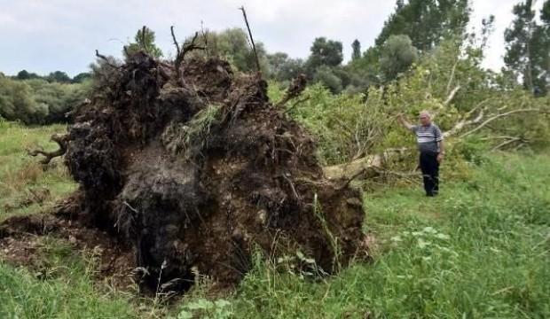 Hortum ağaçları kökünden söktü