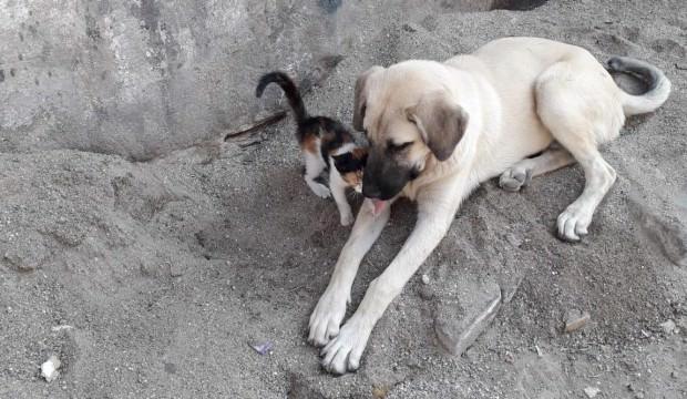 Sahipsiz sokak köpeği kediye annelik yapıyor
